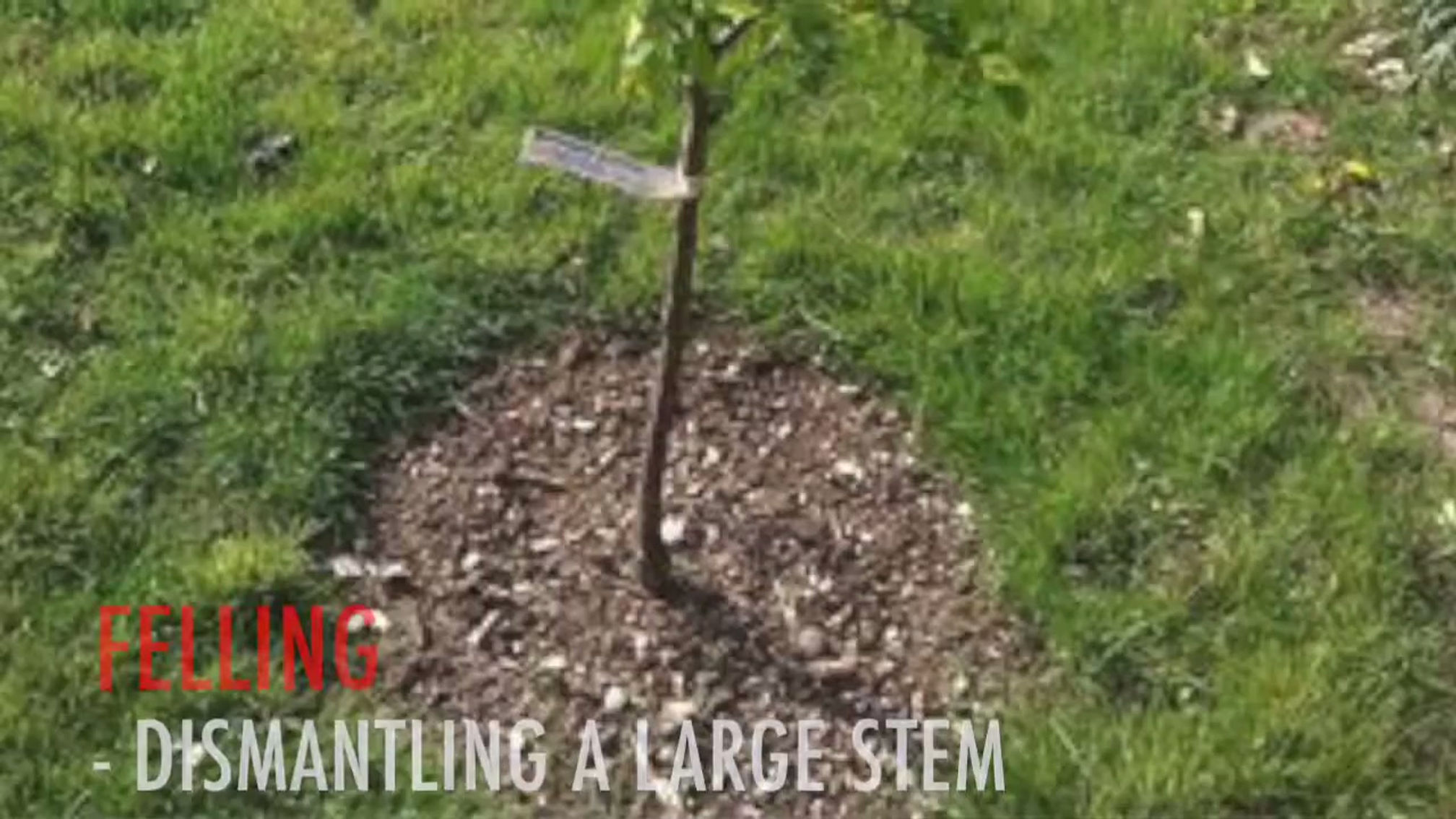 Tree Felling with Tribute Trees - Isle of Sheppey